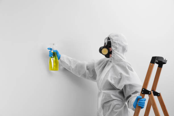 Best Black Mold Removal  in Conroe, TX